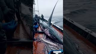 Pacific Giants The Biggest Fish Ever Caught [upl. by Suoivatco99]