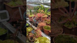 Drosera Madagascariensis [upl. by Catha]