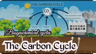 The Carbon Cycle A Simple ExplanationBiogeochemical cyclescarbon cycleEnvironmental science [upl. by Ilatfan]