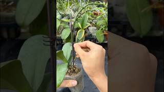 Grow orchids blooming brilliantly gardening [upl. by Onit]