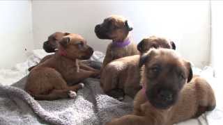 Irish Terrier Puppies  age 4 weeks [upl. by Enicul61]