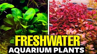 The 30 BEST Freshwater Aquarium Plants [upl. by Redliw]