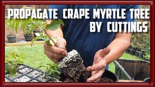 Propagate Crape Myrtle Trees by Cuttings [upl. by Devol]