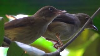 Bird Call Mixed Flock of BULBULS calling in unison [upl. by Ettennig]