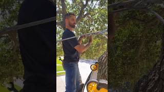 Cable Support System treeservice treecare tree cable tree cable landscaping treework support [upl. by Eedna]