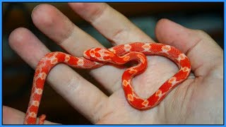 Taming and Handling Baby Snakes  How to Handle Your New Hatchling Snake [upl. by Zeuqcaj800]