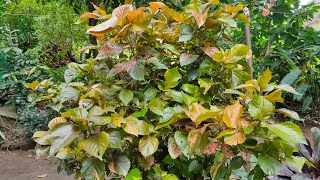 Acalyphacopperleaf plant care  How to Grow acalypha plant [upl. by Palumbo]