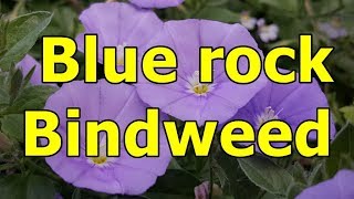 Blue rock Bindweed  Convolvulus sabatius HD Video 01 [upl. by Florence338]