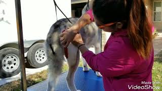 Siberian Husky Grooming Tips [upl. by Merrilee]