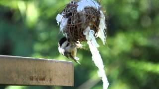 Chickadee gathering nesting material [upl. by Samid734]