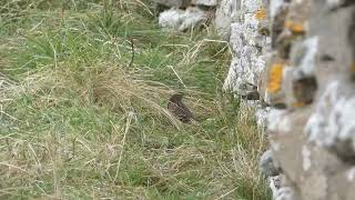 Lanceolated Warbler  North Ronaldsay [upl. by Sueddaht]