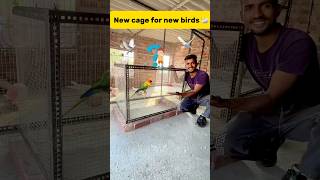 New cage for new birds 🦢 petlover minivlog budgiesfam pigeon kabutar birds budgies [upl. by Elliot]