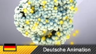 Photosynthese  Funktionsweise amp Ablauf Animation [upl. by Marlen]