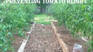 Organic Gardening Preventing and Treating Tomato Blight [upl. by Htiek94]