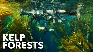 Giant Kelp Forests Catalina Islands Vibrant Underwater Ecosystem Teeming With Marine Life [upl. by Ecilahc]