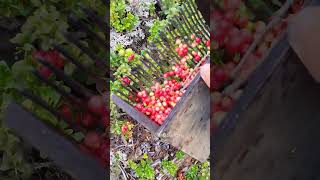 Lingonberry picking harvesting cranberry lingonberry berryfarm wildberries [upl. by Vyse422]