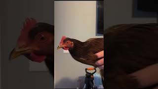 Chickens keep their head stable even when their bodies are movin🤩 shorts viral funny chicken [upl. by Calder]