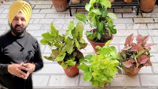 यह एक चीज़ डालो Money plant जैसे Syngonium भी हरभराघना होगा Syngonium plant care n fertilizer [upl. by Adal]