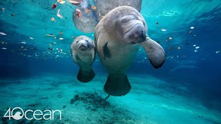 Save the Manatee 4ocean [upl. by Bluh675]