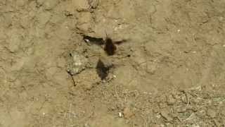 Bee fly laying eggs [upl. by Osbourn160]