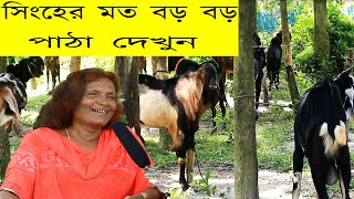 তৃতীয় লীঙ্গের সর্দারের বিশাল দেহের পাঠা।। এত বড় বড় পাঠা কোনদিন দেখিনি ।। pathar [upl. by Kenelm]