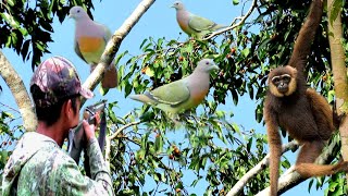 BERBURU‼️RIBUAN PUNAI TIDUR DI SPOT PULUHAN UNGKA DI BUAH KAYU BERINGIN [upl. by Anialahs]