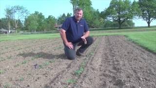 Soybean School How Soon Can I Spray Soybeans After a Frost [upl. by Ayoral]