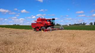 Combining Wheat MF510 [upl. by Yroj]