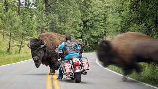 The Most HORRIFYING Bison Attack Ever Recorded [upl. by Nero]