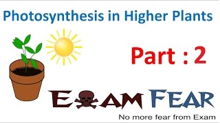 Biology Photosynthesis in Higher Plants Part 2 Priestley amp Ingenhousz experiments CBSE class 11 XI [upl. by Beberg842]