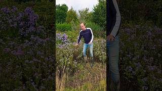 Michaelmas daisies astererigeron foraging herbs gardening permaculture adventure explore [upl. by Rad]