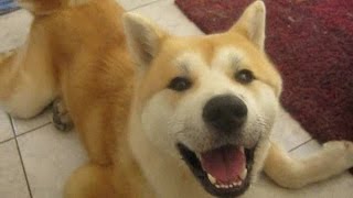 cute talking Akita Inu 話す秋田 [upl. by Ahsiem]