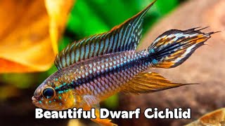 APISTOGRAMMA AGASSIZII  DWARF CICHLID [upl. by Ecinuahs468]