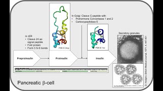 Insulin Biosynthesis [upl. by Rozele589]