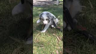 Valentino 2020 border collie  blue Merle tri colour [upl. by Jobe]