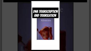 Genetics biologyGenetics class 12 TranscriptionTranslation Process of transcription amp translation [upl. by Maffa]