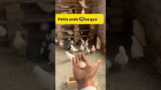 Pehla anda 🪺aa gya🕊️ petlover pigeon pigeonvlogger minivlog birds kabutar budgiesfam [upl. by Ahsinehs214]