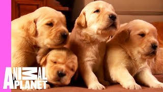 Growing Up Golden Golden Retriever Puppies  Too Cute [upl. by Siva]