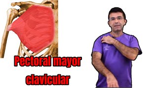 Pectoral Mayor Clavicular [upl. by Anivram436]