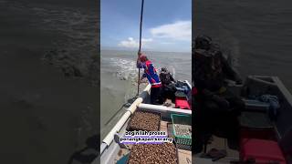 Cara menangkap kerang di pinggir pantaishortsshorttrendinguniquefyp [upl. by Charlot]