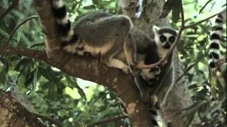 Intimate Life of the LemursLe Combat des Odeurs [upl. by Eamanna]