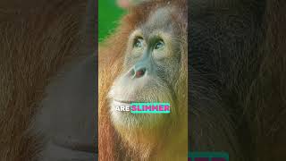 Shocking Truth About Orangutans Discover the Two Amazing Types 🦧🦧 animalfacts endangeredspecies [upl. by Estevan]