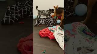 Australian Cattle Dog Popping Balloons cattledog australiancattledog dog [upl. by Nino937]