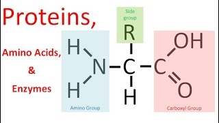 Proteins amp Enzymes regular biology [upl. by Ahsinor]