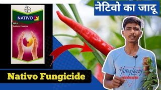 Nativo Bayer Fungicide  फसल में कवक जनित रोग का बाप।Tebuconazole 50 Trifloxystrobin 25WG 75 WG [upl. by Sibell]