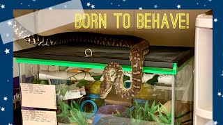 Born to Behave [upl. by Blaire]