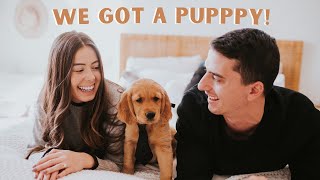 Day In The Life With Golden Retriever Puppy [upl. by Kcirtapnhoj]