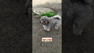 Lhasa Apso  Cute Dog breed dog 🐶 [upl. by Ygiaf]