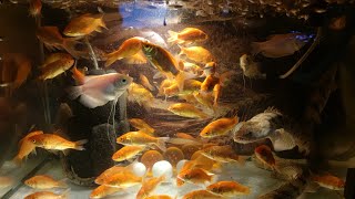 Food Trip  Feeder Guppies with Endlicheri amp Albino Giant Gourami  Fish  Bichir  Guppy  Aquarium [upl. by Aeht]