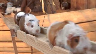 Guinea Pig Bridge at the Nagasaki Bio Park  song by Parry Gripp [upl. by Arualana]